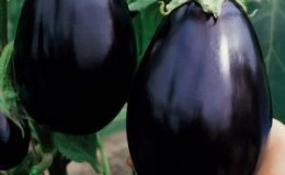 Pourquoi les résidents d'été aiment la variété d'aubergine «Black Beauty» et comment la cultiver