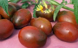 Les secrets d'une culture réussie de la tomate 
