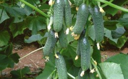 Concombres à maturation précoce 