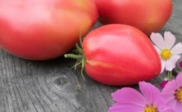 Tomates délicieuses, sucrées et juteuses 