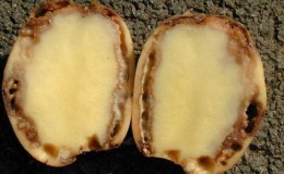 Qu'est-ce que la pourriture annulaire des pommes de terre et les méthodes pour y faire face