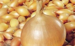 Hybride sans prétention d'oignon de production nationale 