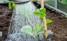 Comment arroser les concombres dans une serre en polycarbonate: instructions et règles de base
