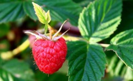 Comment et quand récolter les feuilles de cassis et de framboisier pour les faire sécher pour l'hiver