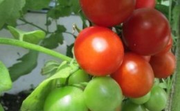 Sans prétention dans les soins, mais en même temps généreux pour la récolte de tomates 