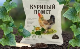 Règles pour nourrir les concombres avec des excréments de poulet en plein champ et en serre