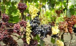Recommandations de vignerons expérimentés: est-il possible de planter différents cépages à proximité et quels en sont les avantages et les inconvénients