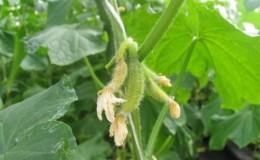 Pourquoi les ovaires de concombre pourrissent: causes du problème, méthodes pour le résoudre et le prévenir