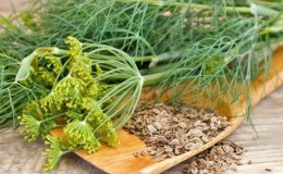 Les propriétés curatives des graines d'aneth: recettes folkloriques et contre-indications