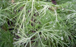 Pourquoi la fleur blanche apparaît-elle sur l'aneth et comment y faire face