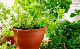 Comment faire pousser correctement le persil sur un rebord de fenêtre et récolter toute l'année
