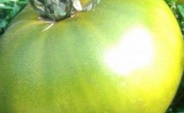 Un conte de fées sur votre site - tomate 