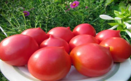 Une vieille variété de tomates douces de la Volga: un examen de la tomate Syzran pipo et des subtilités de sa culture