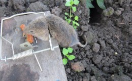 Que faire si quelqu'un ronge des carottes dans le sol et comment y faire face