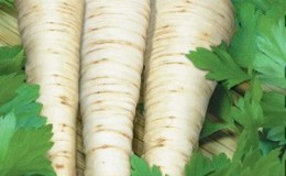 Planter et entretenir le persil racine à l'extérieur