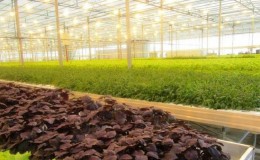 Un guide du débutant pour planter du basilic dans une serre