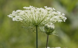 Quel type d'inflorescence dans les carottes: description et caractéristiques