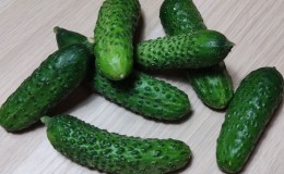 Les meilleures variétés de concombres à cultiver en Sibérie en serre et en plein champ