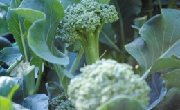 Comment faire pousser du brocoli en extérieur