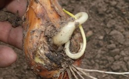 Quel type de ver est le nématode de l'oignon et comment y faire face