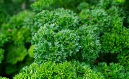 Pourquoi le persil a-t-il été interdit en Russie: des substances narcotiques sont-elles présentes dans la plante?