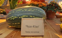 Potiron à la muscade Chudo Yudo: une variété unique pour le stockage à long terme et la préparation de plats délicieux