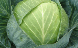 Hybride de chou mi-saison stable Centurion F1