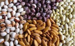 Top 26 des meilleures variétés de haricots avec photos et descriptions: quelles sont les variétés et comment choisir la bonne