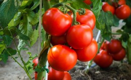 Arbustes solides et résistants pour terrain découvert - tomate 