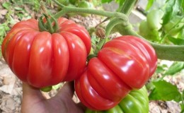 Une variété extrêmement inhabituelle des éleveurs sibériens - la tomate crabe japonaise, qui ne laissera personne indifférent