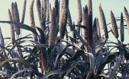 Comment cultiver en plein champ et utiliser le mil africain à la ferme