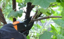 Comment tailler correctement les raisins de Corinthe en été et à quoi ça sert