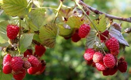Conseils d'entretien des framboises d'été pour les débutants et conseils de jardiniers expérimentés