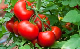 Nous cultivons une riche récolte en plein champ - la tomate résistante 