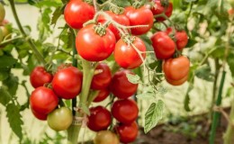 L'une des meilleures variétés à maturation précoce et sans prétention - la tomate 
