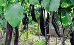 Comment faire pousser des aubergines résistantes au gel 