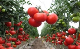 Que sont les tomates: principales différences et caractéristiques du choix