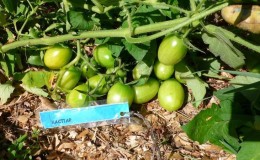 Comment pailler correctement les tomates dans une serre avec de l'herbe coupée et d'autres matériaux