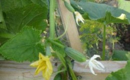 Le concombre qui a conquis le cœur de nombreux agriculteurs - «Perfect f1 lui-même» pour les serres et les champs ouverts