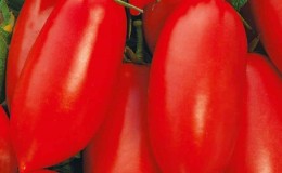 Un cadeau pour les jardiniers débutants - la tomate 