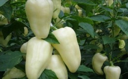 Qu'est-ce que le poivre blanc et comment est-il utilisé en cuisine, en cosmétologie et en médecine traditionnelle