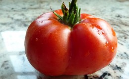 Tomato Em Champion: caractéristiques et description de la variété, critiques de ceux qui ont planté des tomates et photos
