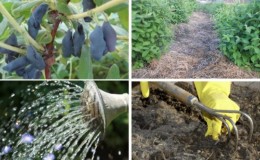 Comment bien prendre soin du chèvrefeuille au printemps - alimentation et taille