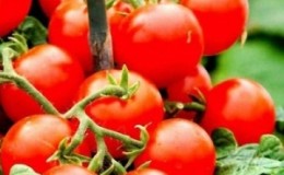 Une variété populaire et appréciée de tomates cerises aigres-douces: la tomate pinceau japonaise et ses bienfaits