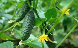 Top 10 des meilleures variétés de concombre autogames pour le balcon