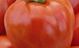 Invité dans le jardin nommé d'après l'étoile: tomate Canopus