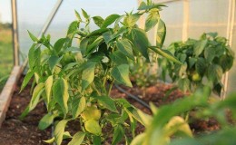 Quelles sont les maladies des poivrons dans une serre: photos et méthodes de traitement