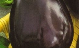 Examen de la variété d'aubergine 