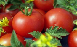 Une tomate unique à maturation précoce 