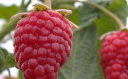Les meilleures variétés de framboises remontantes pour la région de Moscou